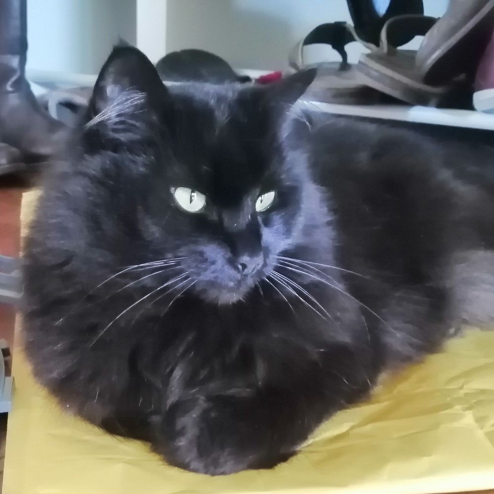 Meet your Posher, Janesara